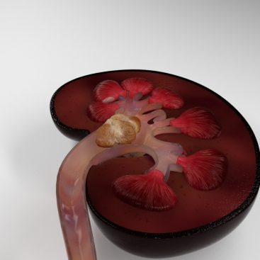 3d Kidney